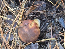 Смартфон SAMSUNG Galaxy S24 FE 8/256Gb Dual Sim Graphite (SM-S721BZKGEUC) відгук 1