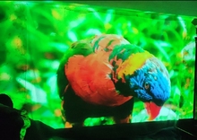 Проектор ACER PD1520s FHD (MR.JY611.001) отзыв 1