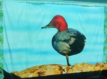 Проектор ACER PD1520s FHD (MR.JY611.001) отзыв 3