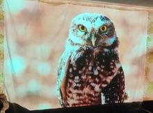 Проектор ACER PD1520s FHD (MR.JY611.001) отзыв 4