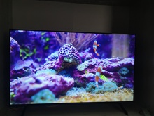 Телевизор HISENSE 43A6N отзыв 1