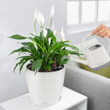 Кашпо LECHUZA Classico Color 21 White (13170)