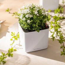 Кашпо LECHUZA Cube Glossy 14 White (13510)