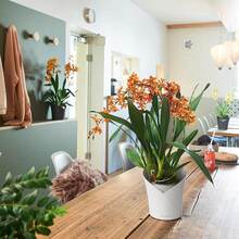 Кашпо LECHUZA Orchidea 20 White (13960)