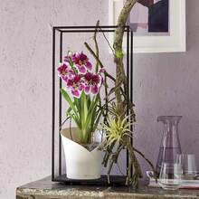 Кашпо LECHUZA Orchidea 20 White (13960)