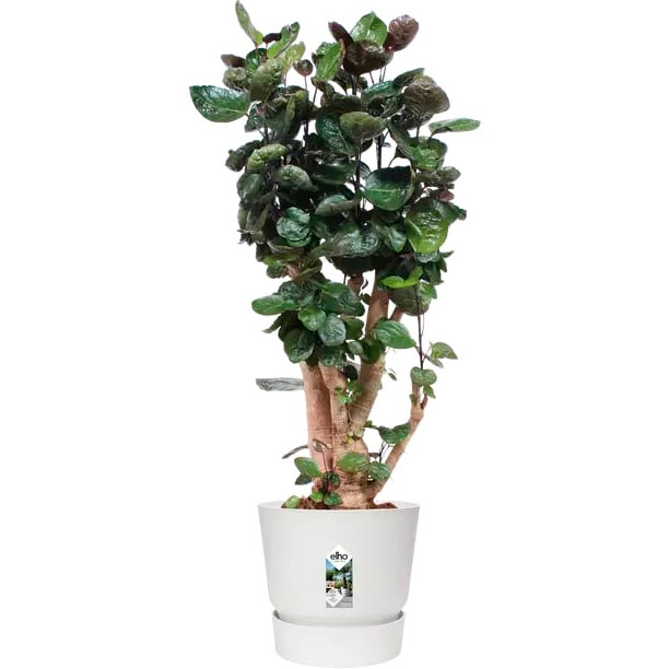 Горшок для растений ELHO Greenville Round 47 см White (332280) Материал полипропилен