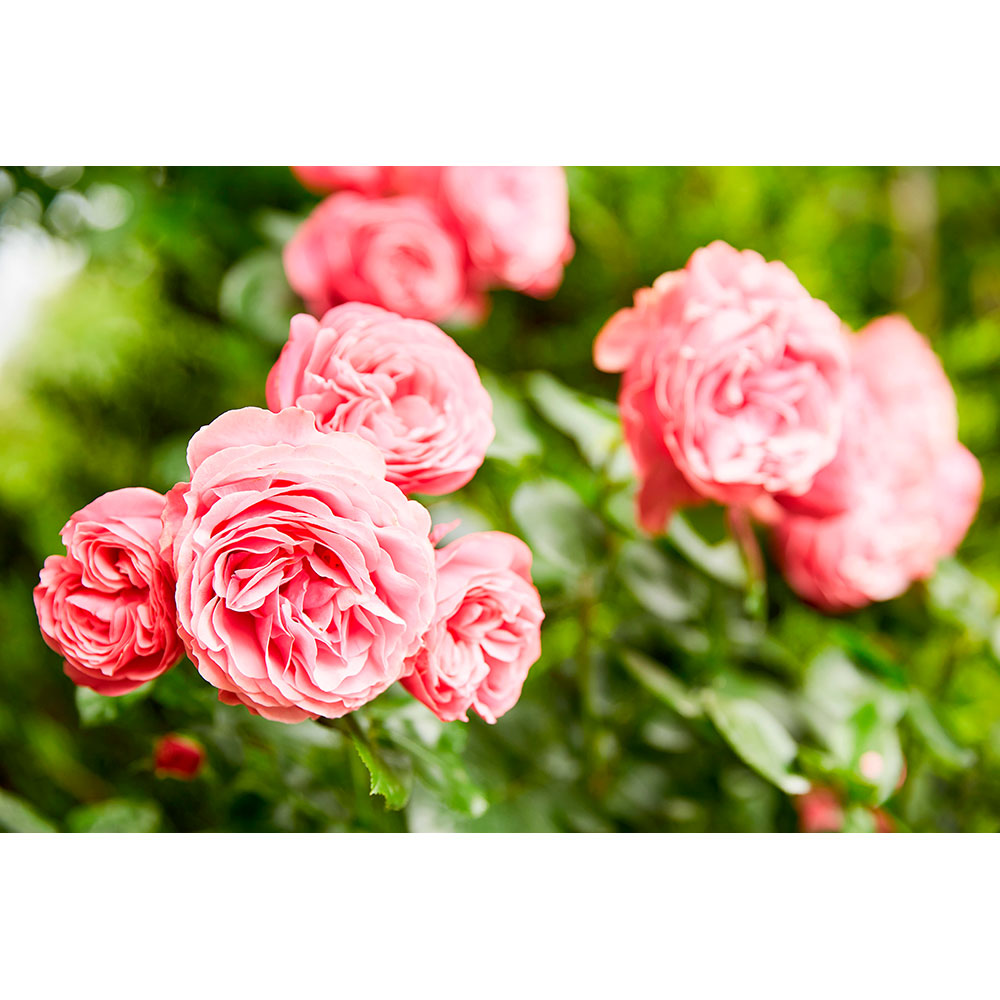 Тверде добриво Compo тривалої дії для троянд 2 кг (3589) Тип добрива