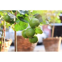 Торфосуміш для цитрусових рослин COMPO SANA 10 л (1671)