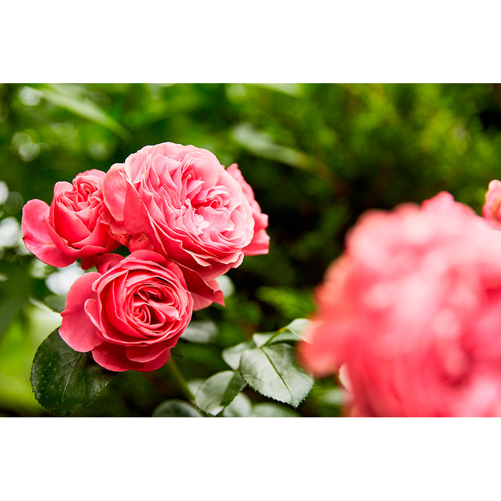 Тверде добриво Compo тривалої дії для троянд 2 кг (3589) Форма гранули