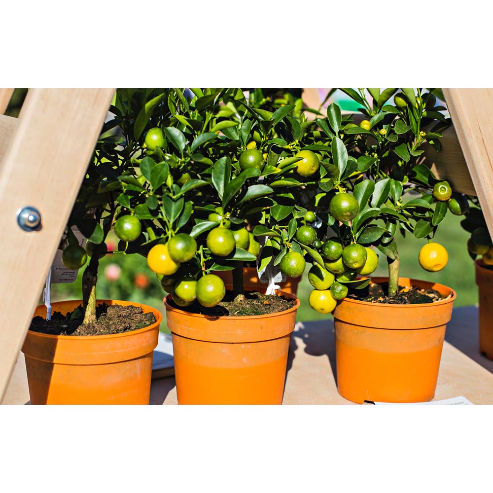 Торфосуміш для цитрусових рослин COMPO SANA 10 л (1671) Форма порошкоподібна