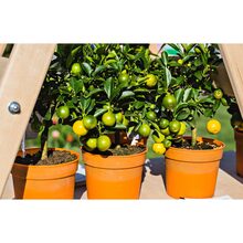 Торфосуміш для цитрусових рослин COMPO SANA 10 л (1671)