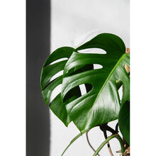 Добриво Compo для догляду за листям зелених рослин 500 мл (2263)