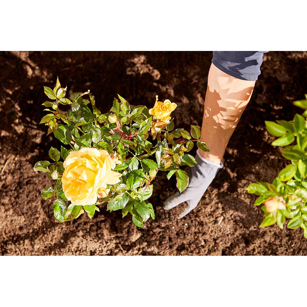 Тверде добриво Compo тривалої дії для троянд 2 кг (3589) Призначення для декоративно-листяних рослин