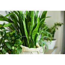 Добриво Compo для догляду за листям зелених рослин 500 мл (2263)