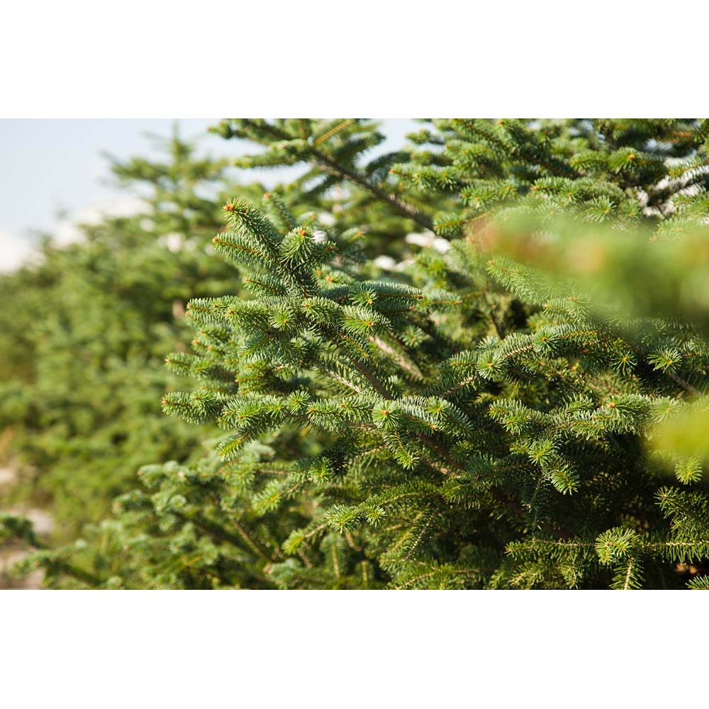 Торфосуміш COMPO SANA для всіх видів хвойних рослин 40 л (1621) Торфосуміш COMPO SANA для всіх видів хвойних рослин 40 л (1621) Призначення для декоративно-листяних рослин