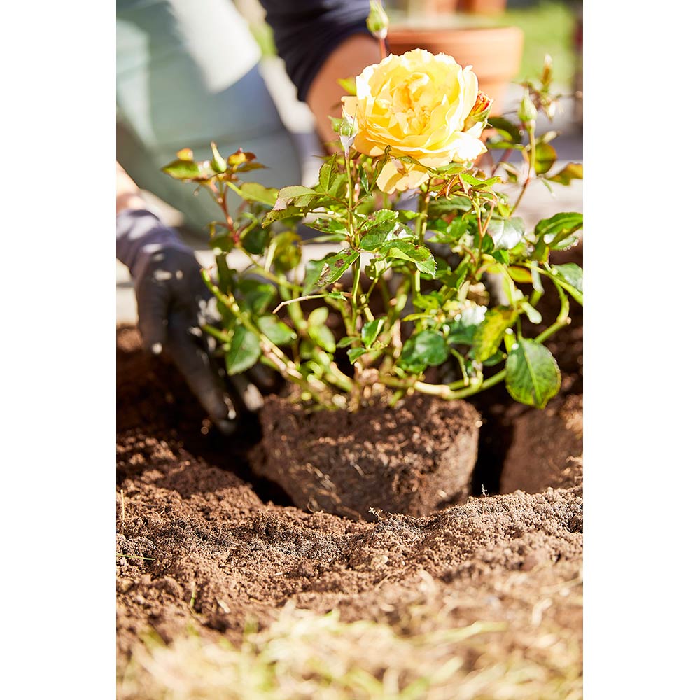 Тверде добриво Compo тривалої дії для троянд 2 кг (3589) Норма витрати Пересадка: травень/червень 60 г/м², березень/квітень 80 г/м².