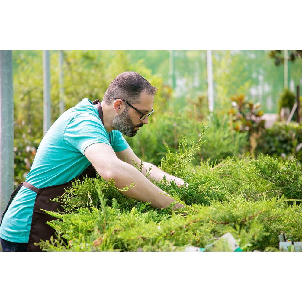 Торфосуміш COMPO SANA для всіх видів хвойних рослин 40 л (1621) Зовнішній вигляд Торфосуміш COMPO SANA для всіх видів хвойних рослин 40 л (1621)