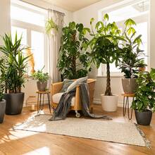 Вазон LECHUZA Classico Premium LS 43 White (16080)