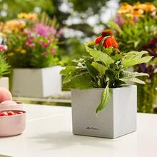 Кашпо LECHUZA CANTO Stone 14 Сірий камінь (13470)