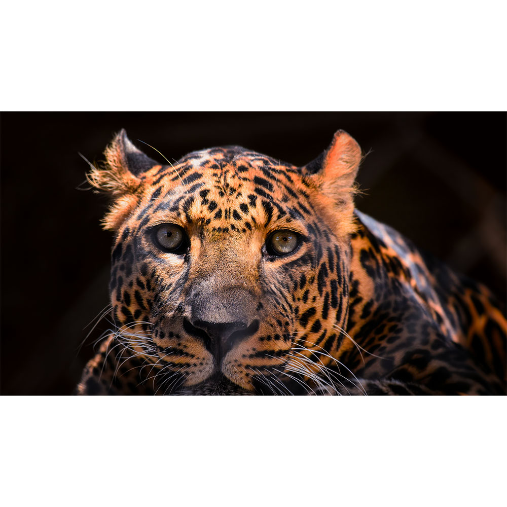 Заказать Проектор XGIMI Horizon 20 Pro (XR14A)