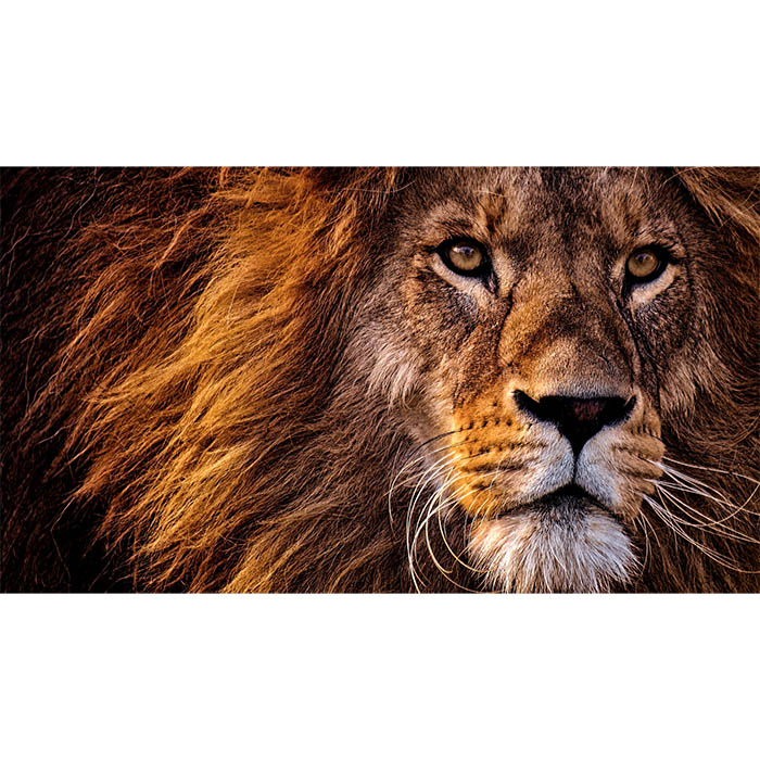 В інтернет магазині Проектор XGIMI Horizon 20 MAX (XR16A)