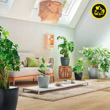 Вазон LECHUZA CLASSICO Color ECO 60 Grey (4008789189530)