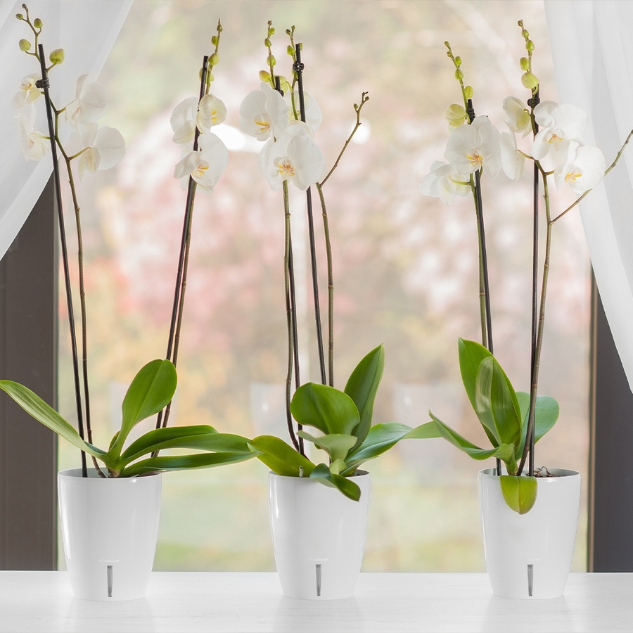 Фото 4 Вазон SANTINO Orchidea Twin 3,3 л White (2021755)