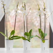 Вазон SANTINO Orchidea Twin 3,3 л White (2021755)