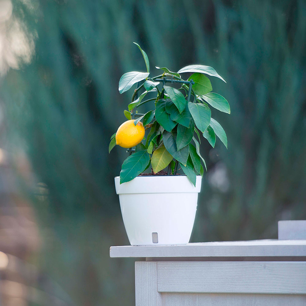 Вазон SANTINO Asti 6л White (2005175) Дополнительно Автополив; Глянцевое покрытие; 6л объем; Технический горшок; Окошко уровня воды;