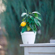 Вазон SANTINO Asti 6л White (2005175)