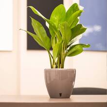 Вазон SANTINO Deco Twin 4 л Shade (2009074)