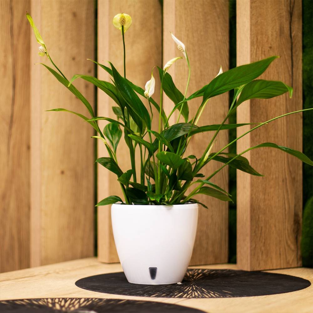 Замовити Вазон SANTINO Deco Twin 2,5 л White (2008923)