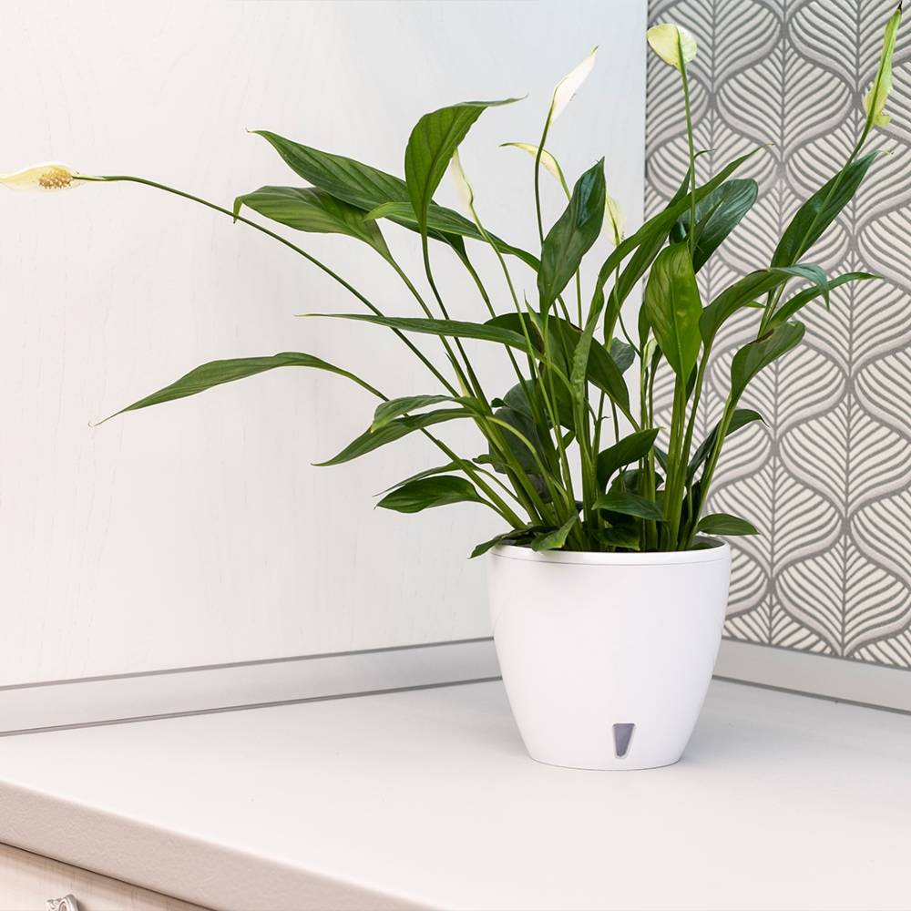 Покупка Вазон SANTINO Deco Twin 4 л White (2009395)