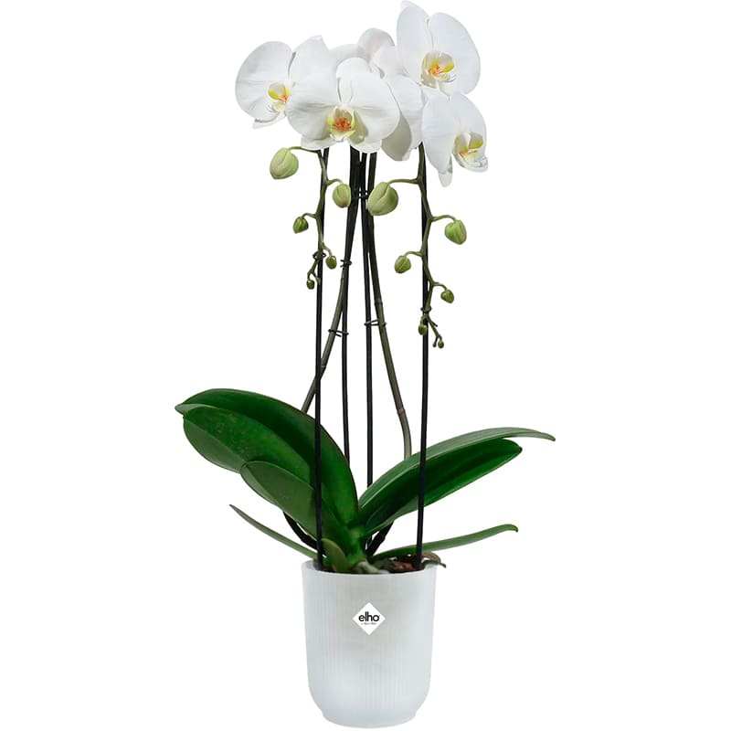 Вазон ELHO Vibes Fold Orchid High 13 см Transparent (527662) Материал пластик