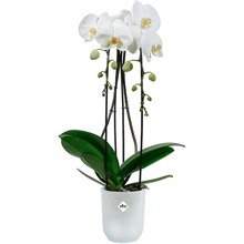 Вазон ELHO Vibes Fold Orchid High 13 см Transparent (527662)