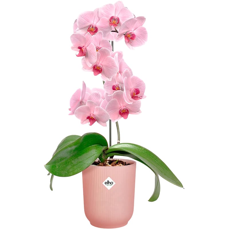Вазон ELHO Vibes Fold Orchid High 13 см Pink (527693) Материал пластик