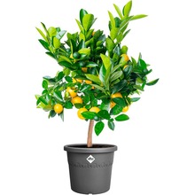 Вазон ELHO Algarve Cilindro 30 см Anthracite (528973)