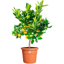 Вазон ELHO Algarve Cilindro 30 см Terracotta (529000)