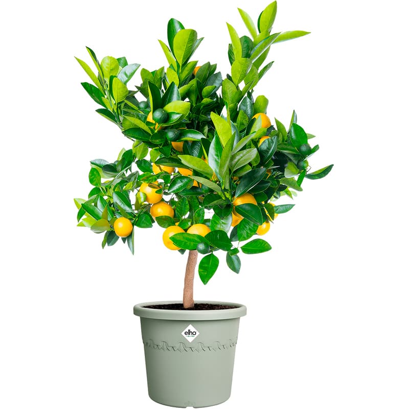 Вазон ELHO Algarve Cilindro 35 см Olive (529123) Додатково Об'єм: 18 л; Вага: 603 гр;