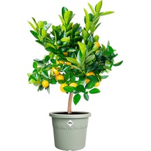 Вазон ELHO Algarve Cilindro 35 см Olive (529123)