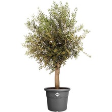 Вазон ELHO Algarve Cilindro 40 см Anthracite (529178)