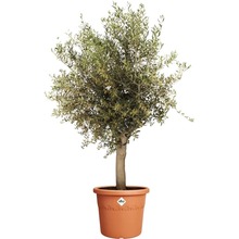 Вазон ELHO Algarve Cilindro 40 см Terracotta (529208)