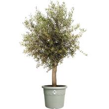 Горщик для рослин ELHO Algarve Cilindro 47 л Olive (529321)