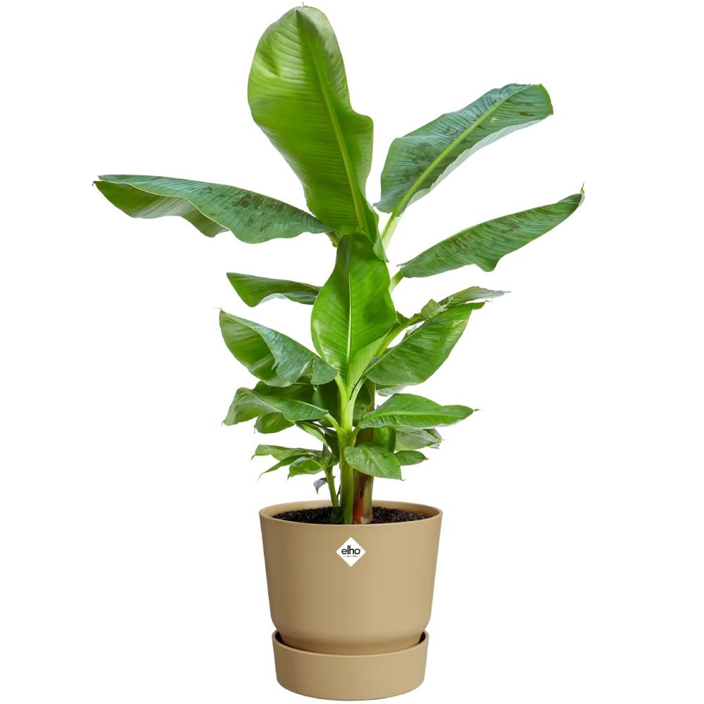 Фото 3 Горщик для рослин ELHO Greenville Round 7,6 л Beige (537777)