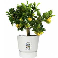 Горщик для рослин ELHO 332273 greenville round 40cm White