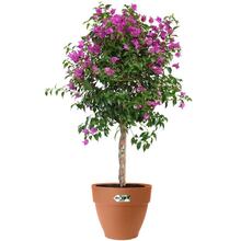 Горшок для растений ELHO Vibia Campana 20 см Brown (482657)