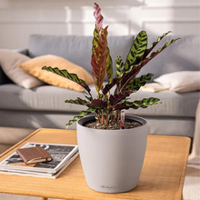 Горшок для растений LECHUZA 14263 CLASSICO Color LS 21 Muscatel