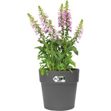 Горшок для растений ELHO Vibia Straight 40 x 37 см Anthracite (332310)