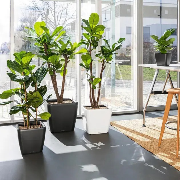 Фото 4 Горшок для растений LECHUZA Quadro Premium LS 21 Anthracite (16123)