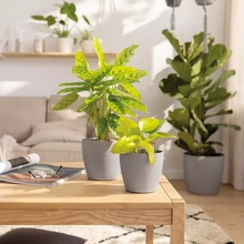 Горшок для растений LECHUZA Classico Color 12 Grey (16690)